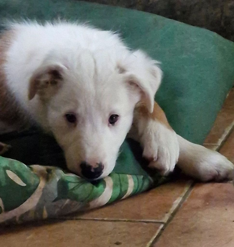 chiot Border Collie Du Bray De Nétilia