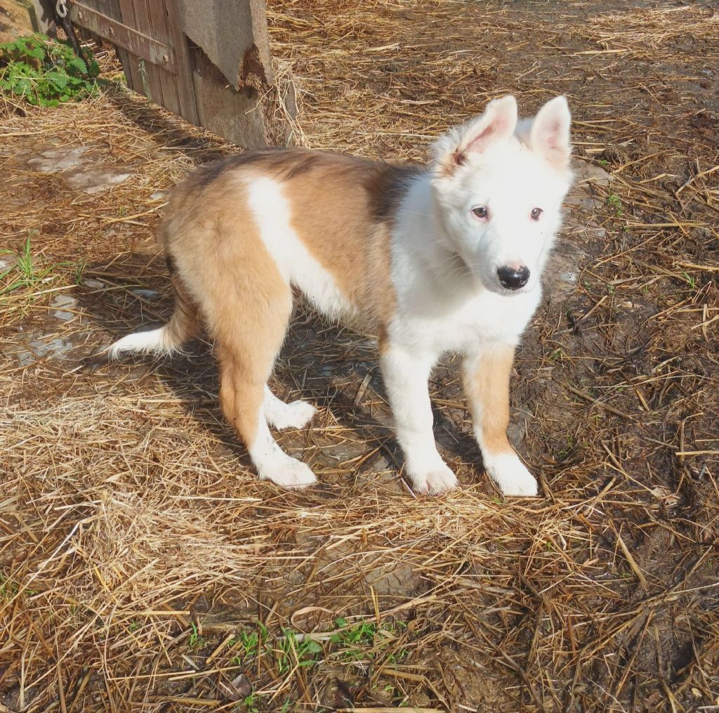 Du Bray De Nétilia - Chiot disponible  - Border Collie