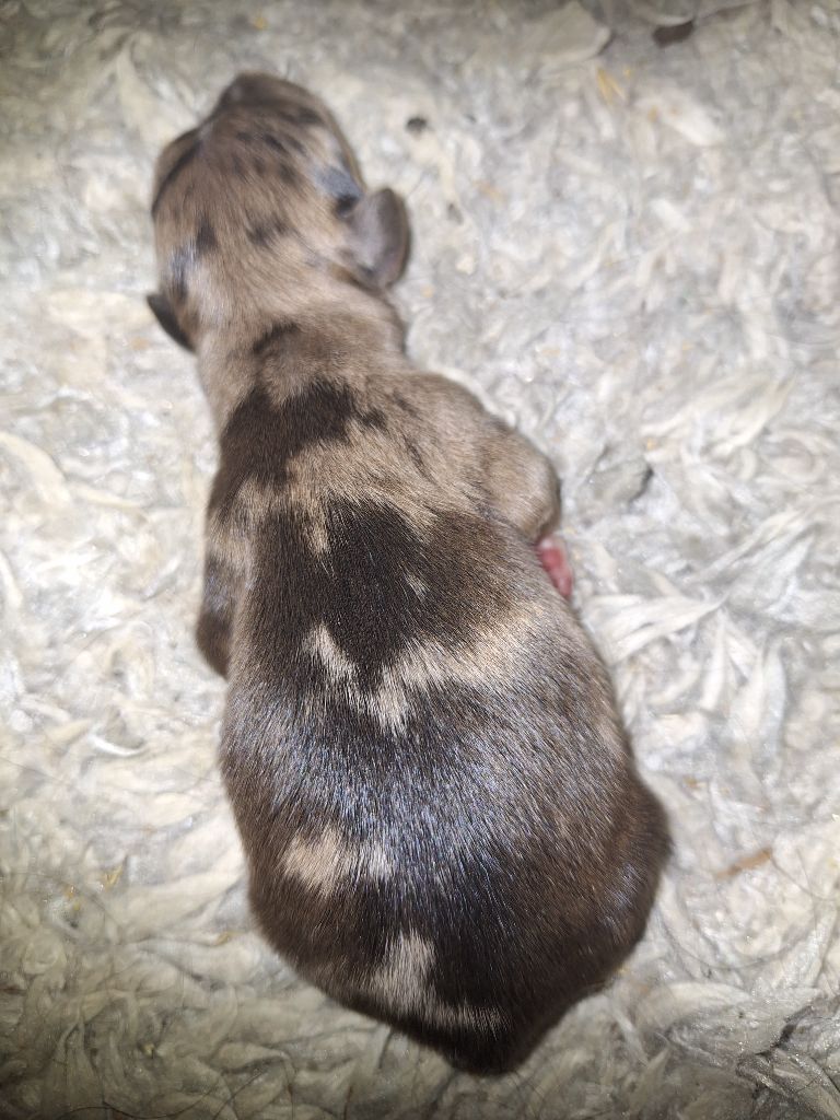 Du Bray De Nétilia - Chiots disponibles - Border Collie