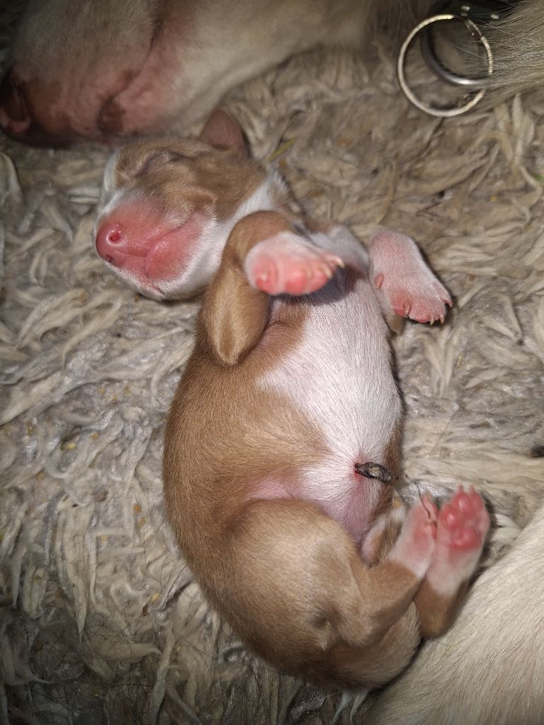 Du Bray De Nétilia - Chiots disponibles - Border Collie