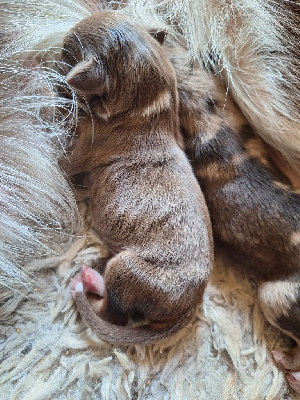 CHIOT 2
